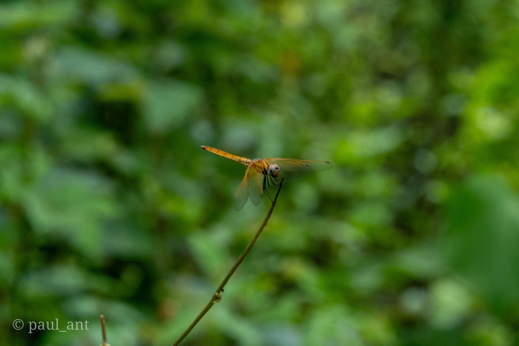 Crimson Marsh Glider