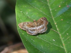Pyrginae