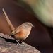 Dusky Grasswren - Photo (c) Peter Jacobs, some rights reserved (CC BY-SA)