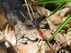 Erythemis peruviana