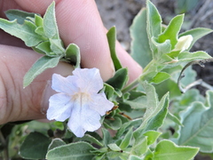 Ruellia parryi