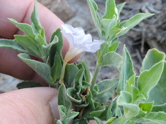 Ruellia parryi