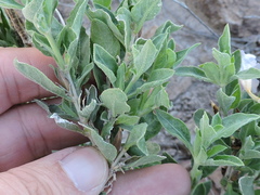 Ruellia parryi
