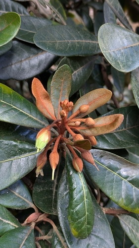 Lucuma