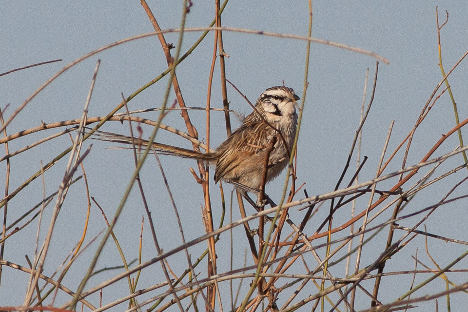 Grey Grasswren illustration