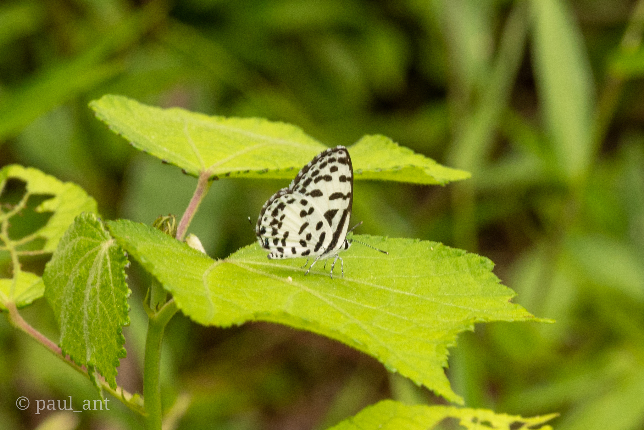 Common Pierrot