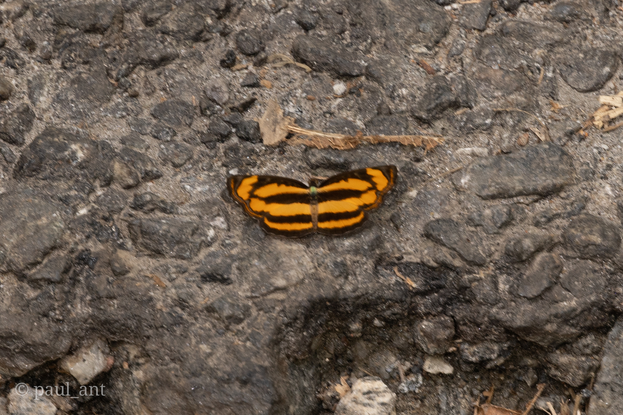Common Lascar