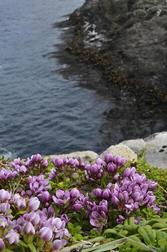 Auckland Island gentian (Gentianella cerina)