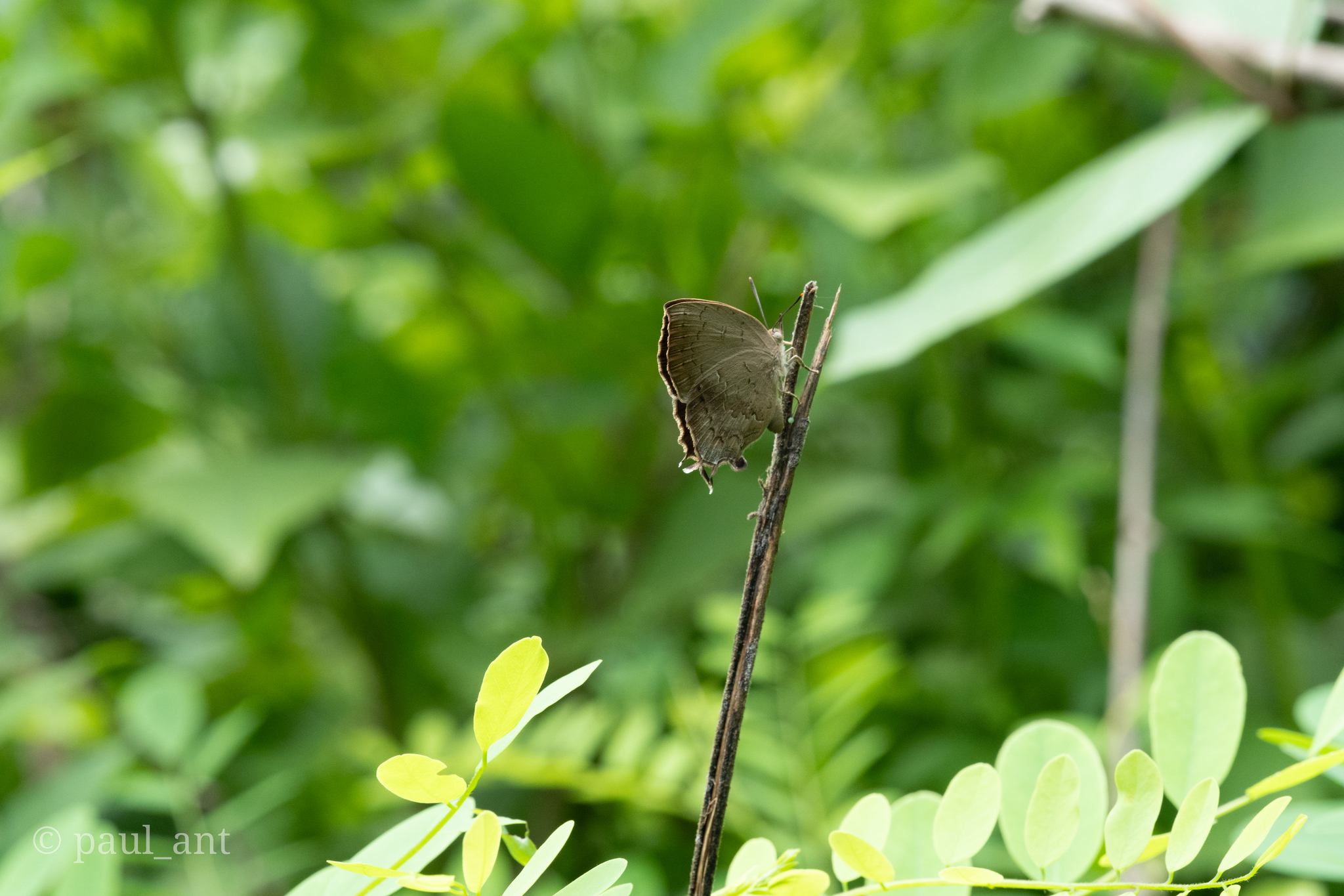 Common Acacia Blue