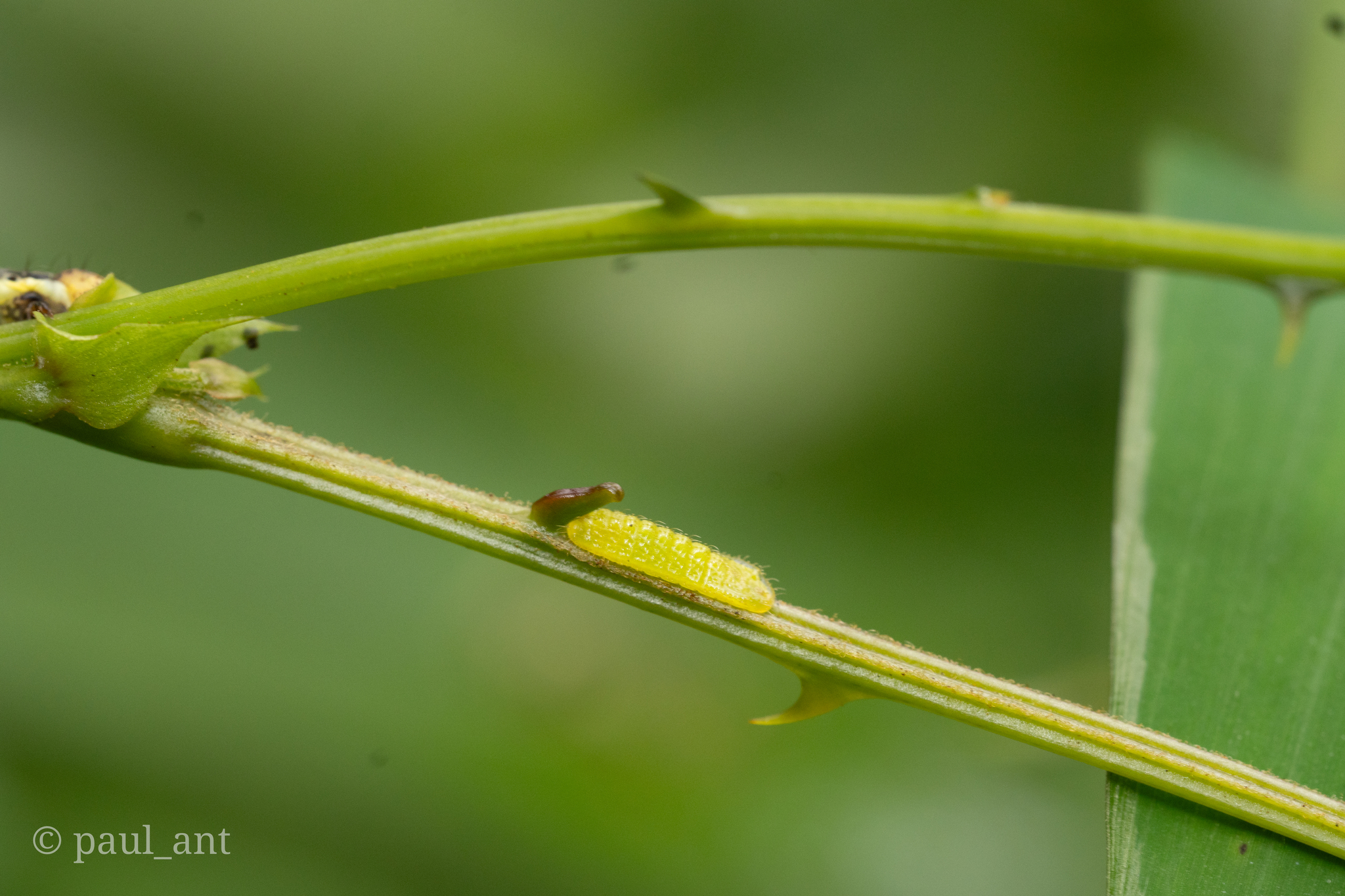 Common Acacia Blue