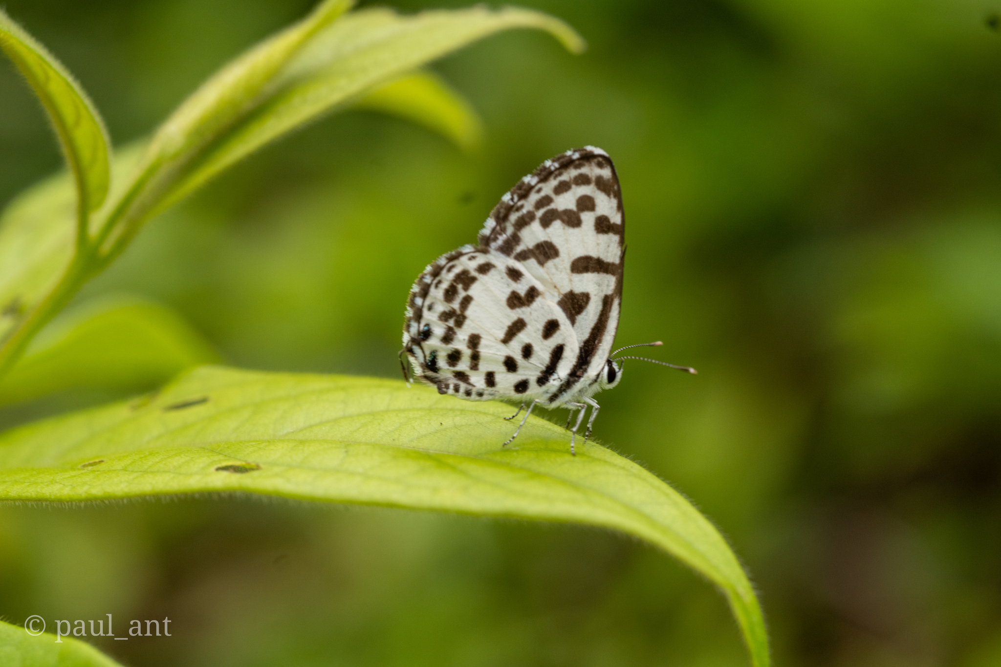 Common Pierrot