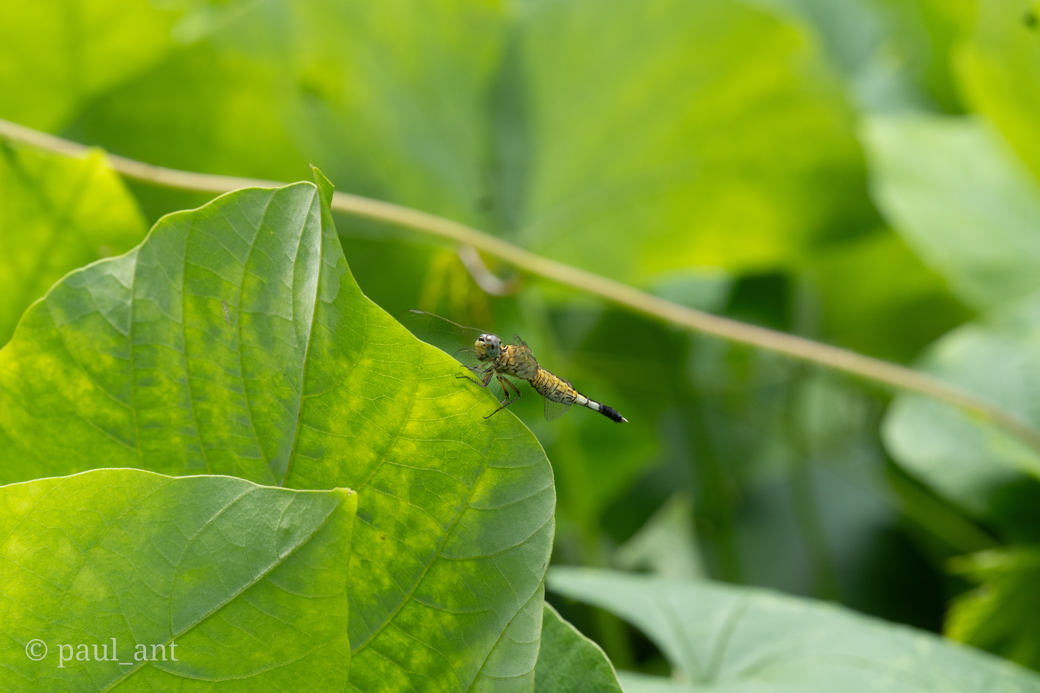 Trumpet-Tail