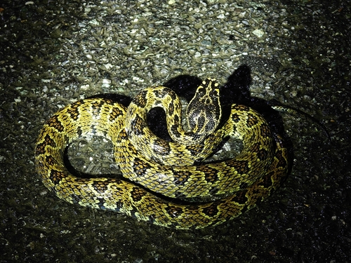Jerdon's Pitviper