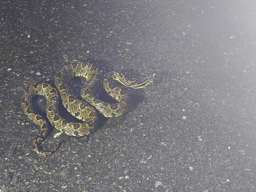 Jerdon's Pitviper