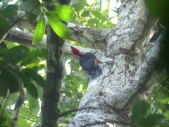 Campephilus rubricollis