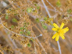 Deinandra minthornii