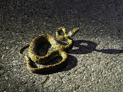 Jerdon's Pitviper