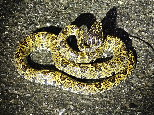 Jerdon's Pitviper