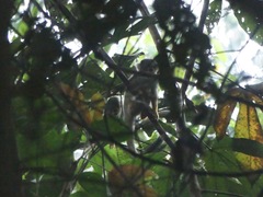 Saimiri boliviensis