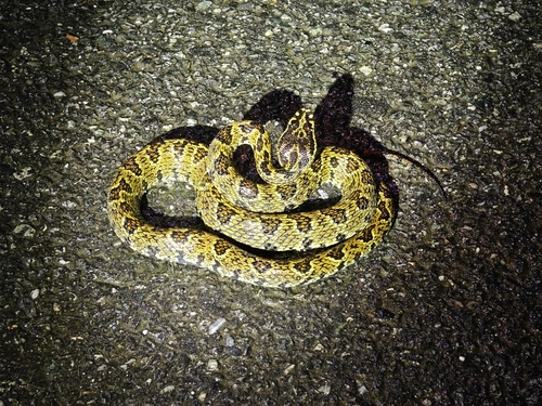 Jerdon's Pitviper