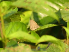 Satyrinae