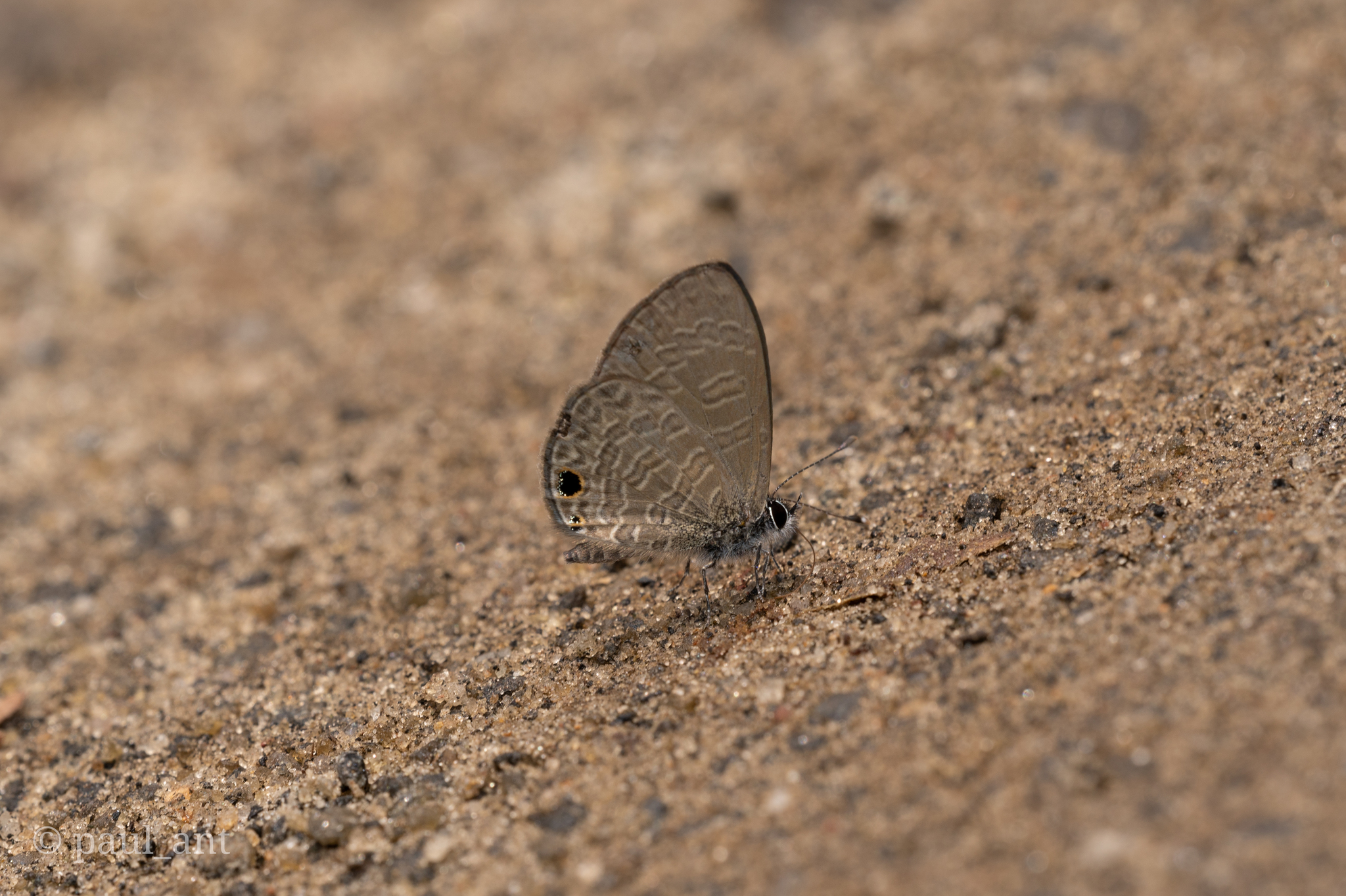 Tailless Lineblue