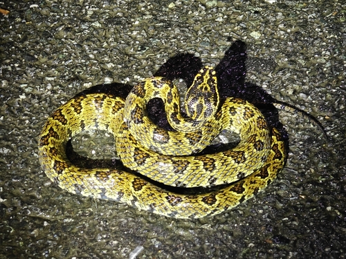 Jerdon's Pitviper