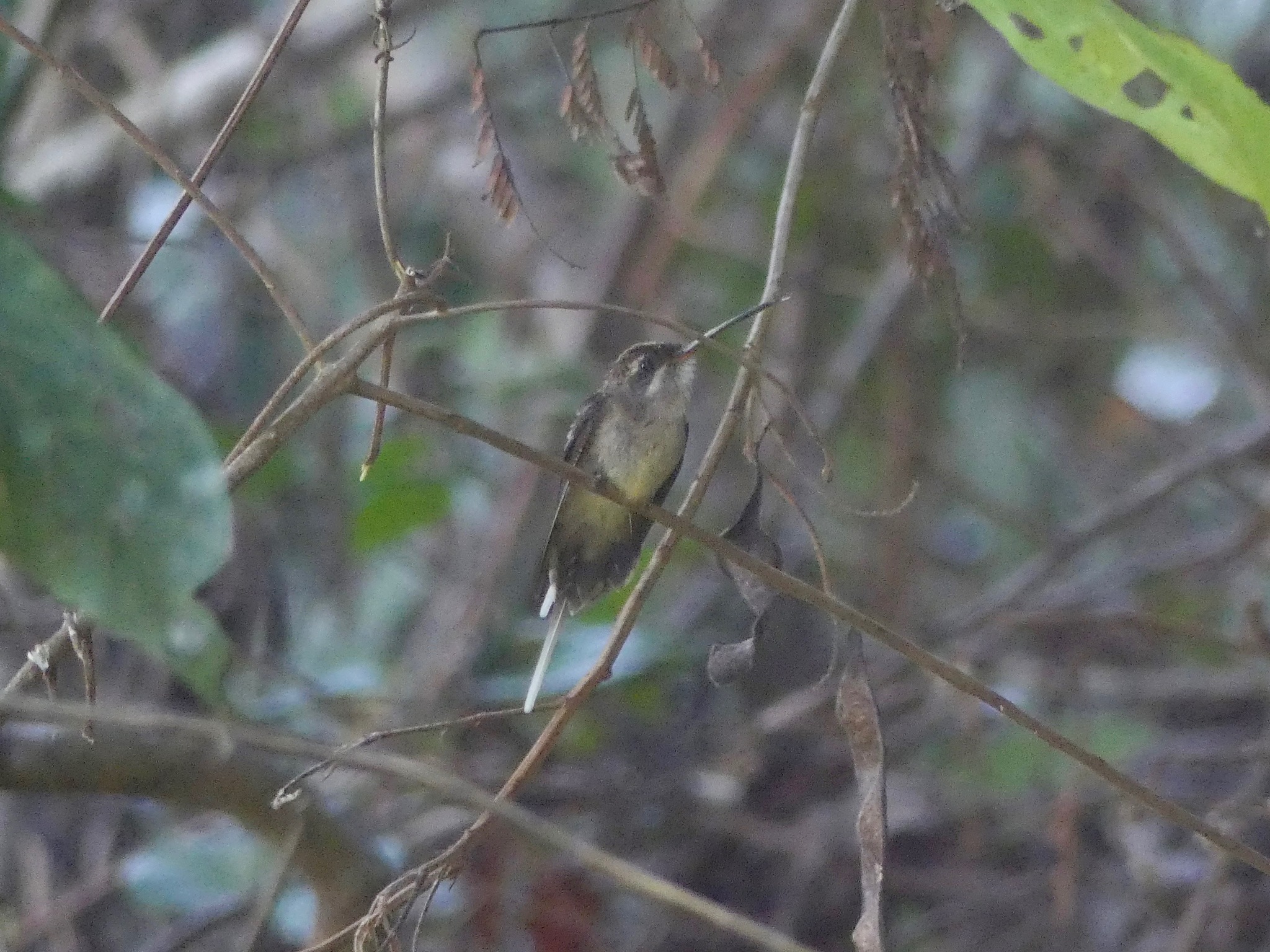 Straight-billed Hermit (Phaethornis bourcieri), photo 8