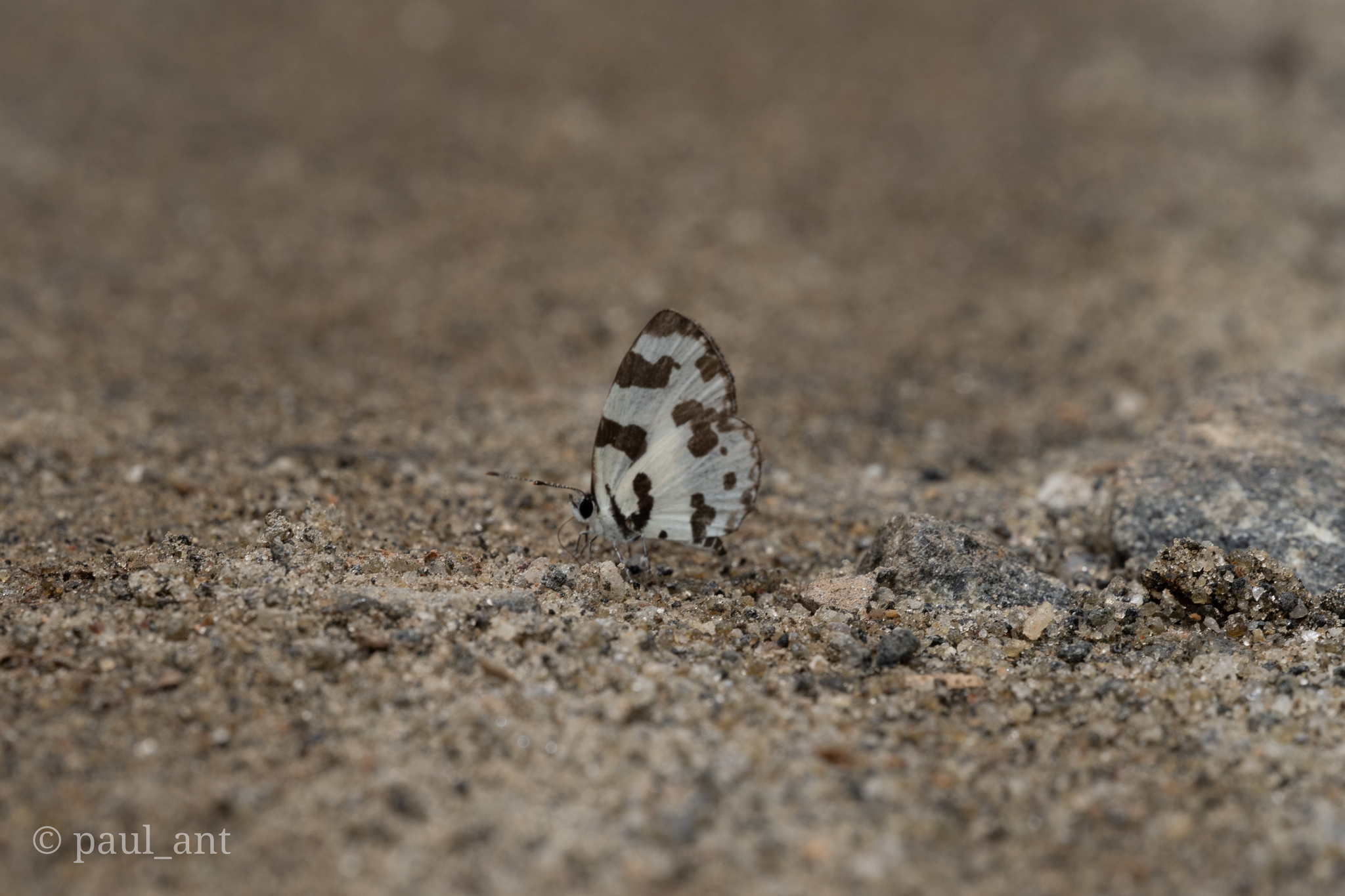 Angled Pierrot
