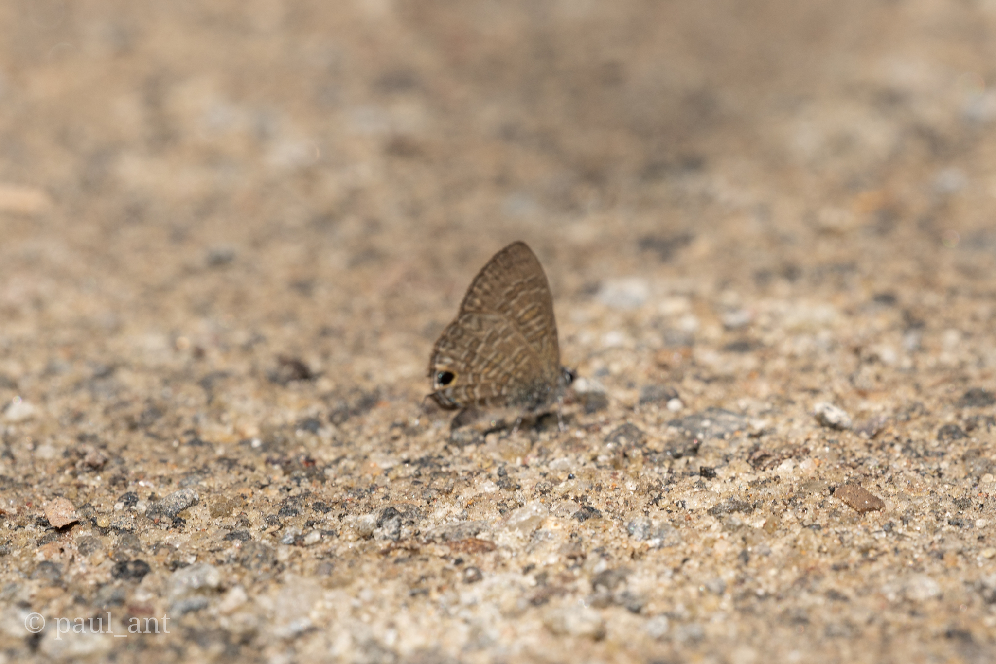 Common Lineblue