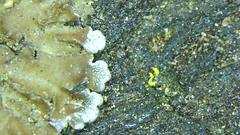 Physconia isidiigera