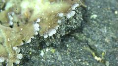 Physconia isidiigera