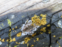 Physconia isidiigera