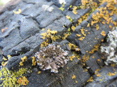 Physconia isidiigera