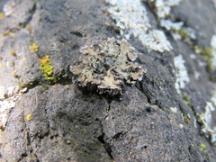 Physconia isidiigera