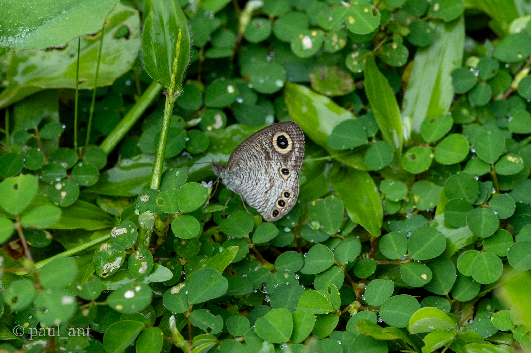 Common Four-Ring