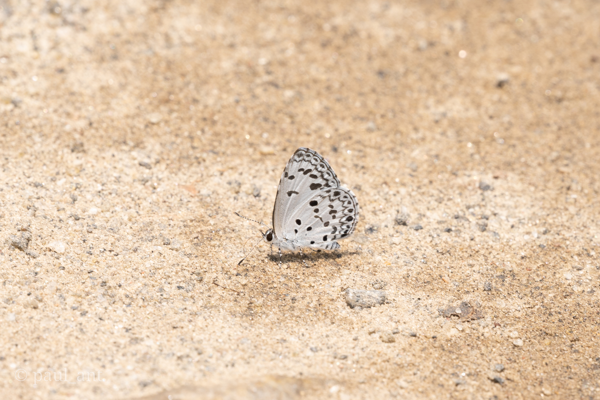 Common Hedge Blue