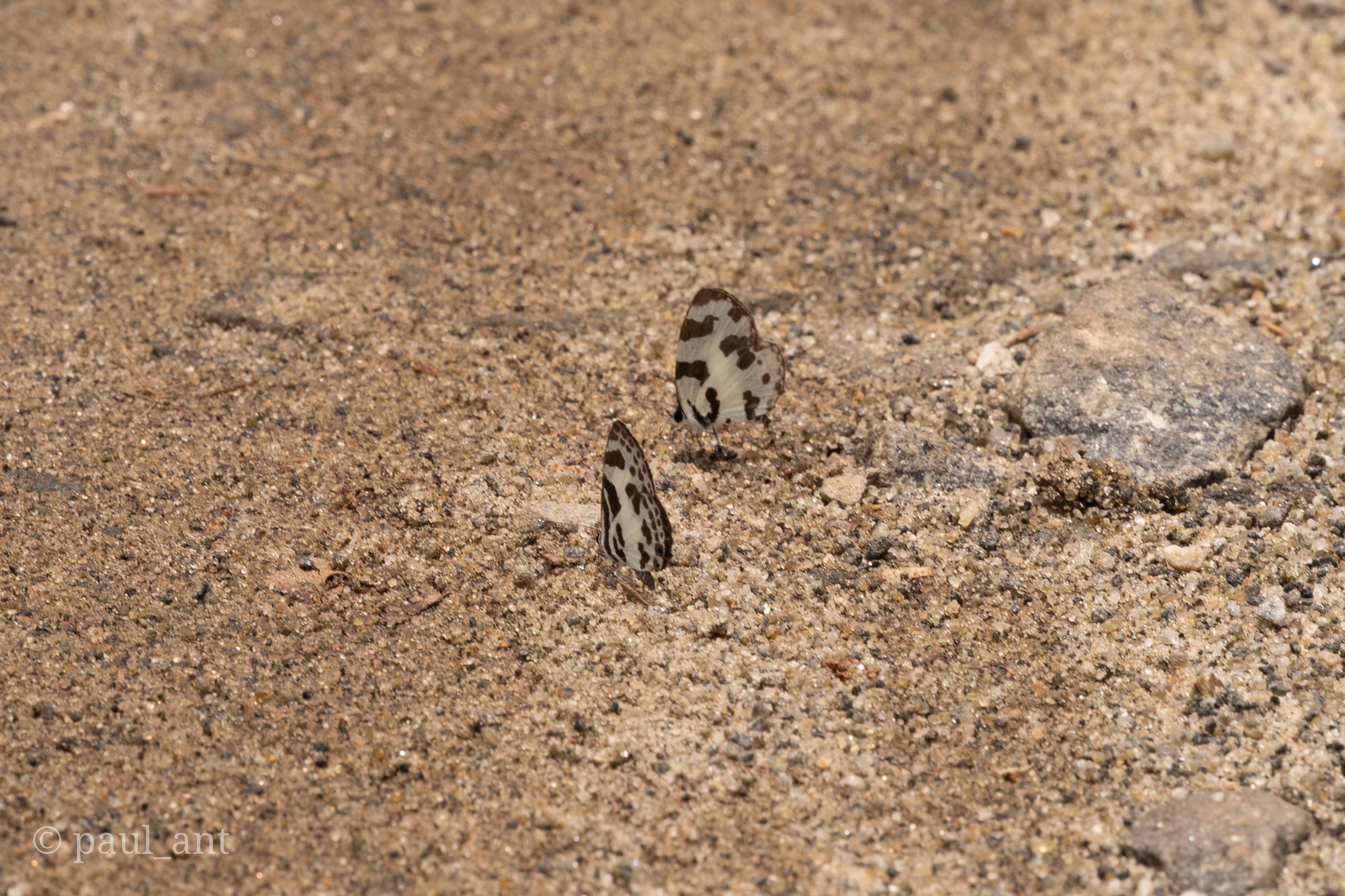 Banded Blue Pierrot