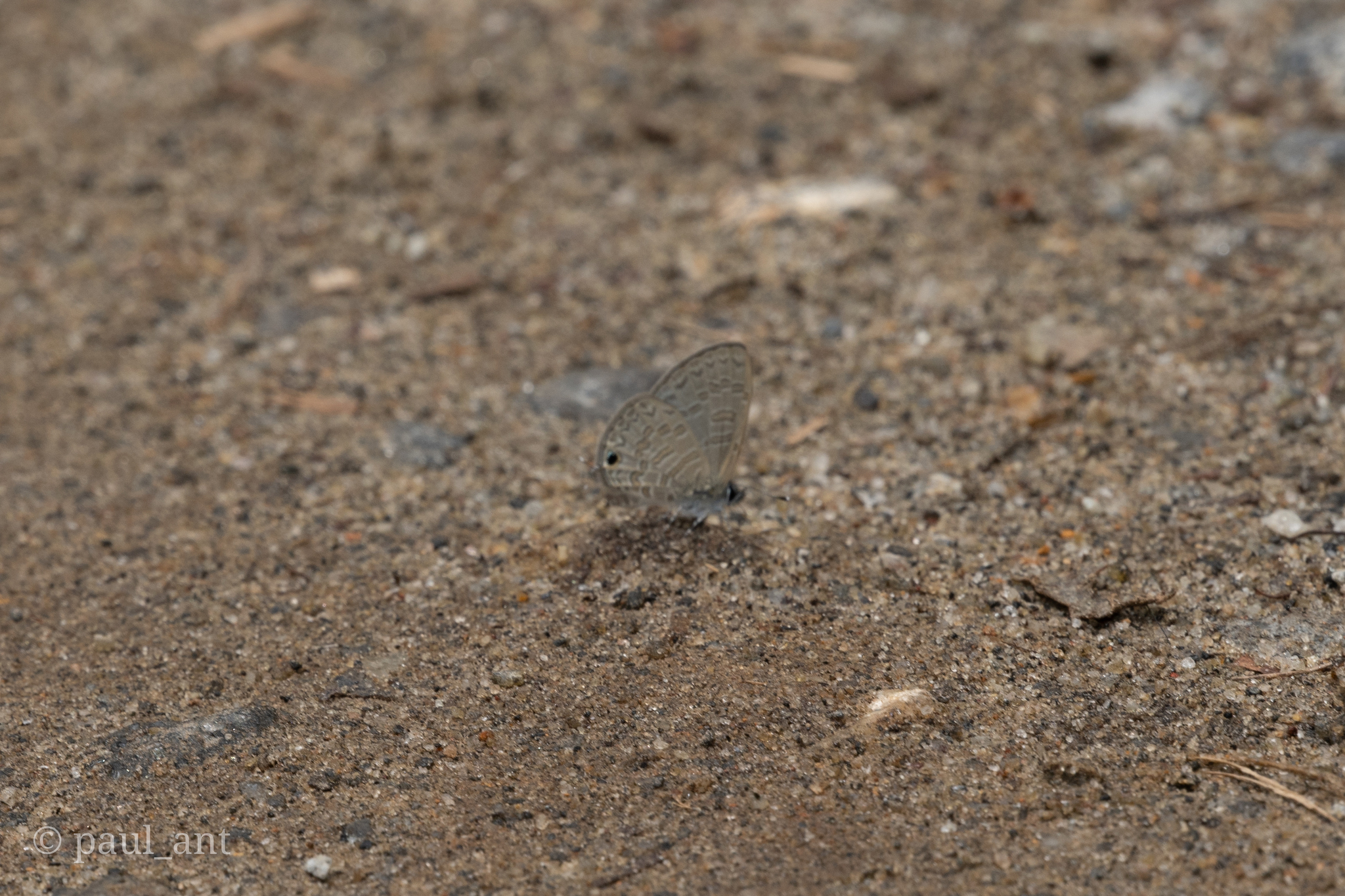 Common Lineblue