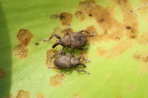 Mottled Waterhyacinth Weevil photo 5