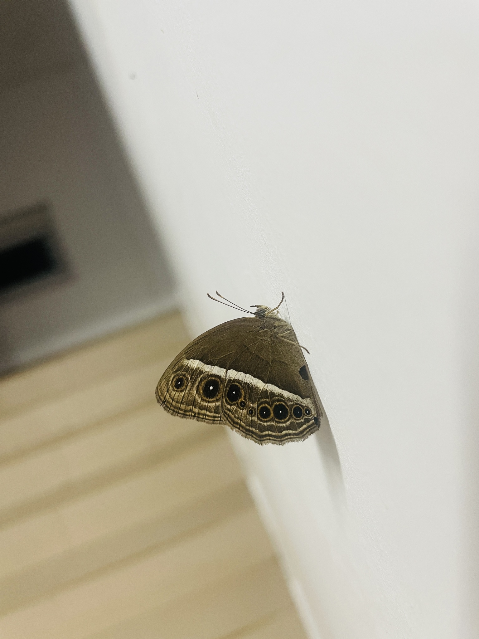 Dark-Branded Bushbrown