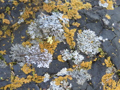 Physconia isidiigera