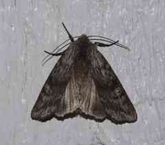 Lithomoia germana