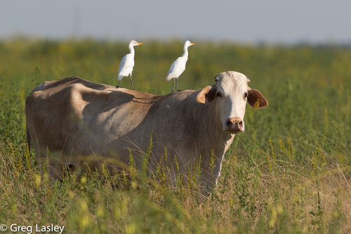 Western Cattle-Egret