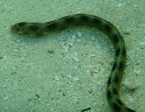 Myrichthys ocellatus