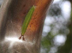 Apaturinae