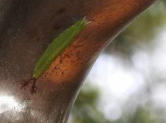 Apaturinae