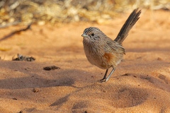 Western Grasswren photo 2