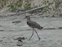 Vanellus chilensis