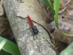 Erythemis peruviana